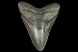 Large, Fossil Megalodon Tooth #92681-1